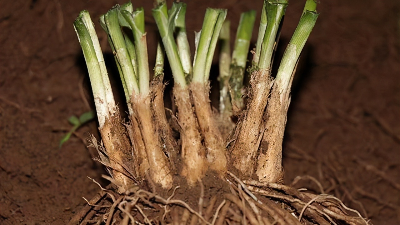 刚种的韭菜怎么养新手必看图文