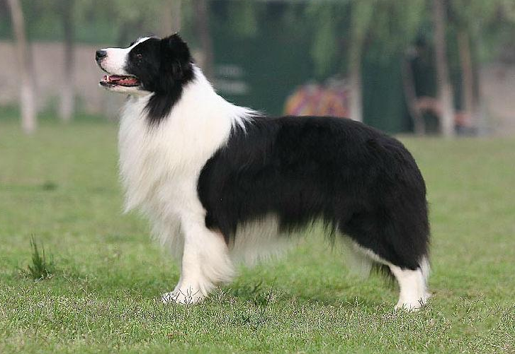 英国古代牧羊犬