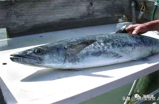 市场常见的102种海鲜，肉质鲜美，营养丰富，你们吃过几种？