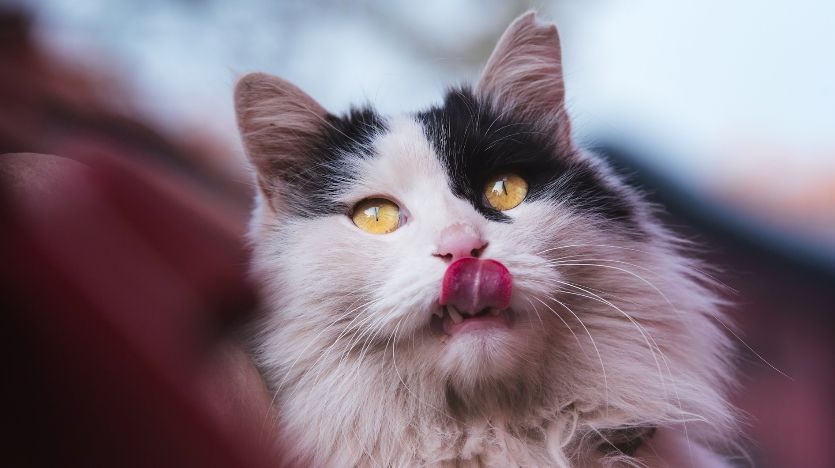 中华田园猫丨狮子猫