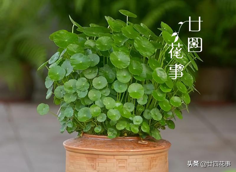 真正适合长期水培的花,是这6种,其余水培是“受罪”,玩玩就好