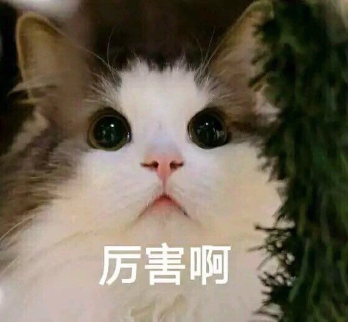 猫咪表情包合集｜老子可爱吗？