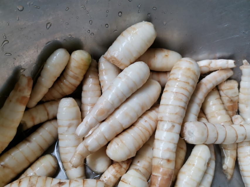 好吃又美味的竹薯怎么种植才能高产?今天教你详细的种植技术方案