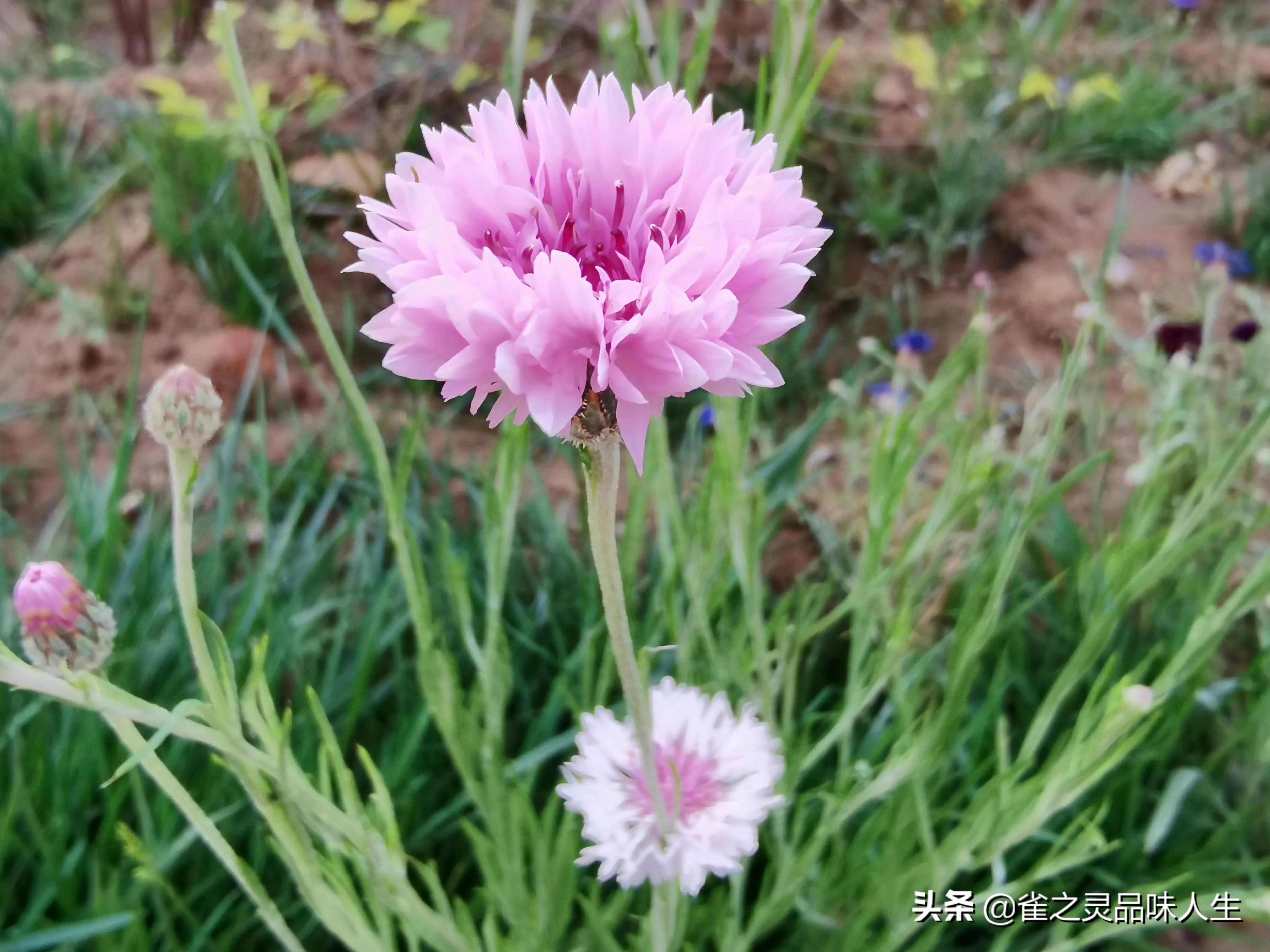 68岁心高气傲的董晨说“我想找一个未婚女大学生做妻子有错吗？”