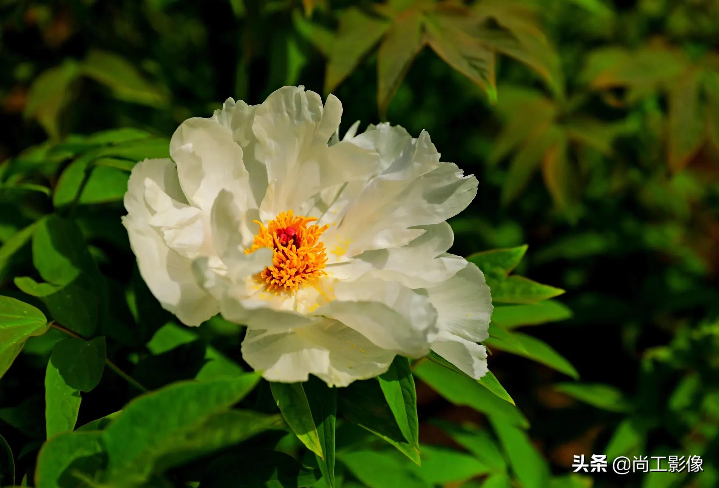 惟有牡丹真国色，花开时节惹人醉