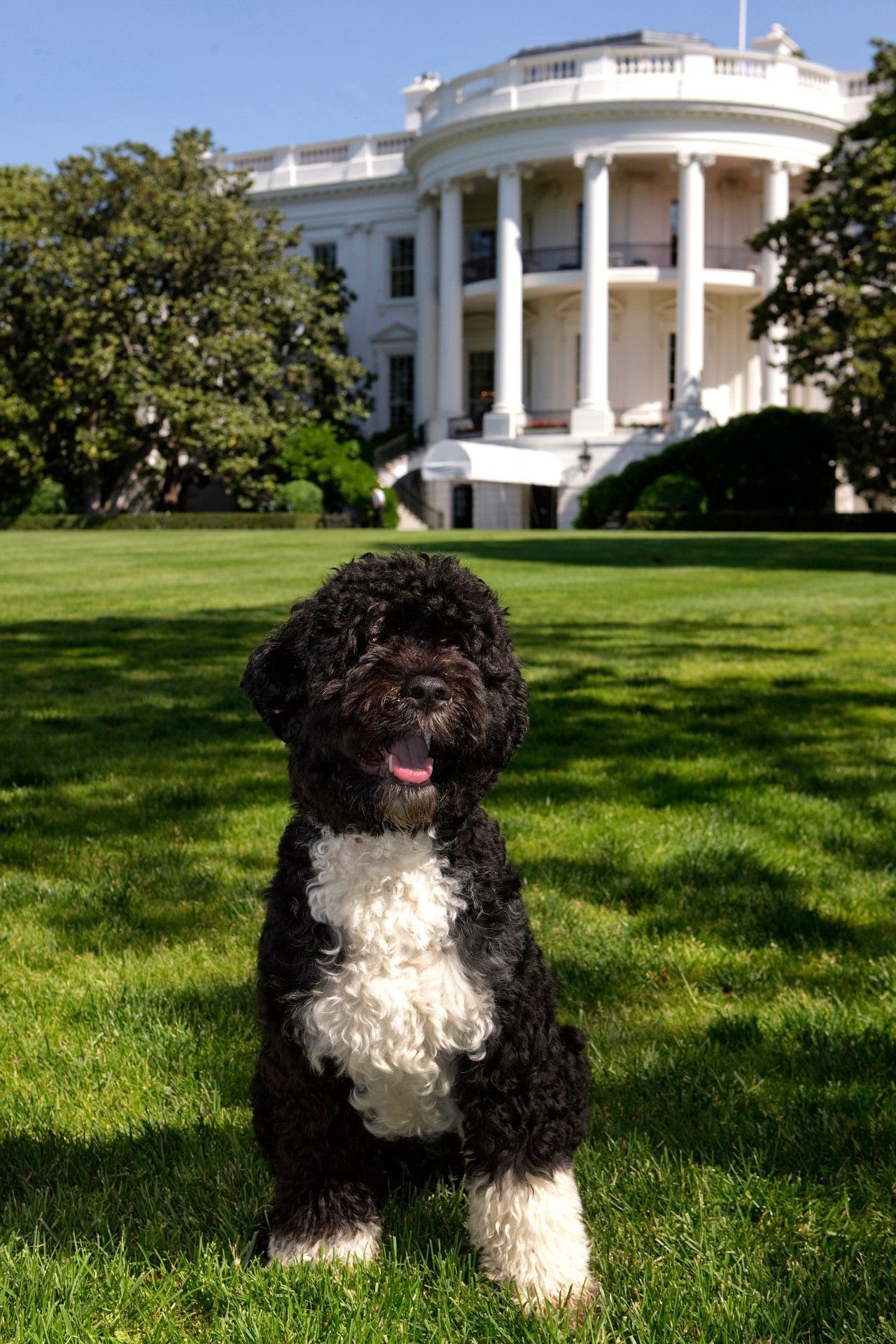 奥巴马在位时养的狗狗，号称白宫第一犬，葡萄牙水犬到底什么来头