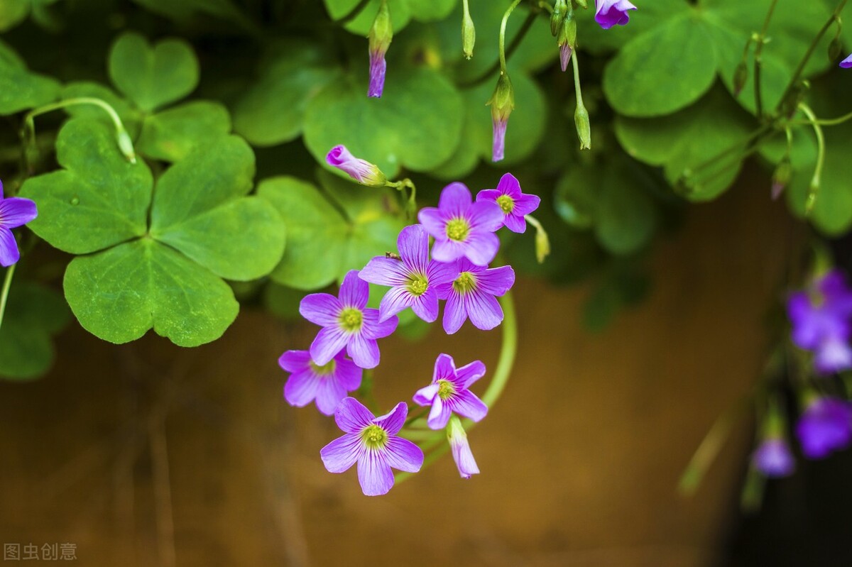 哪些草花特别耐开？这10种的确值得拥有，开300天问题不大