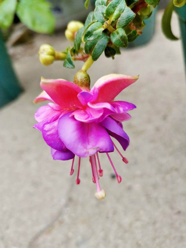 植物名称大全（80种常见植物图解，出门识花不求人）