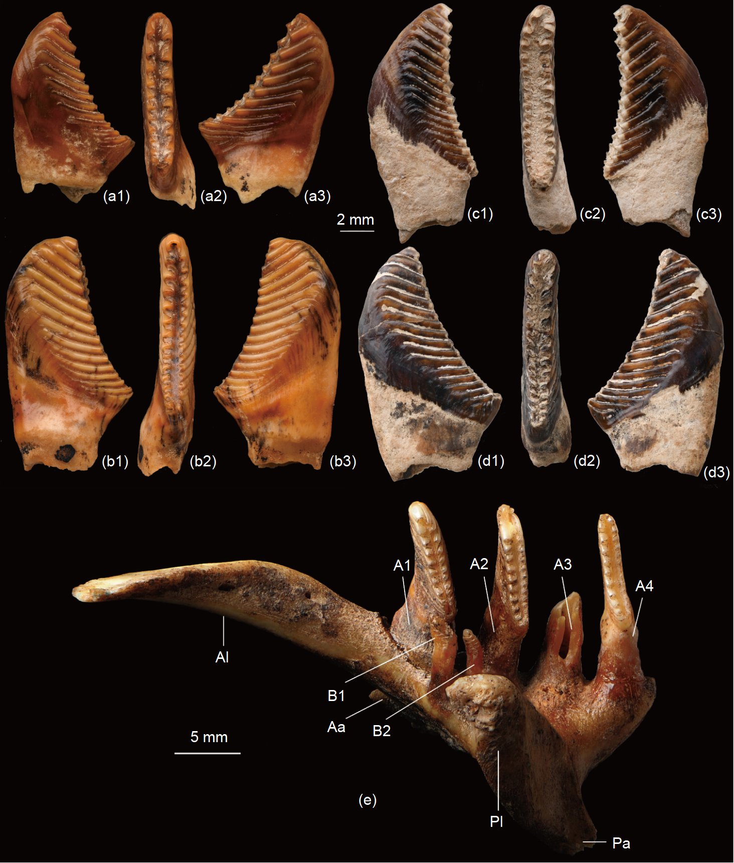 咽喉齿演化说明：草鱼可能起源于3千万年前中国西部的肉食性鱼类