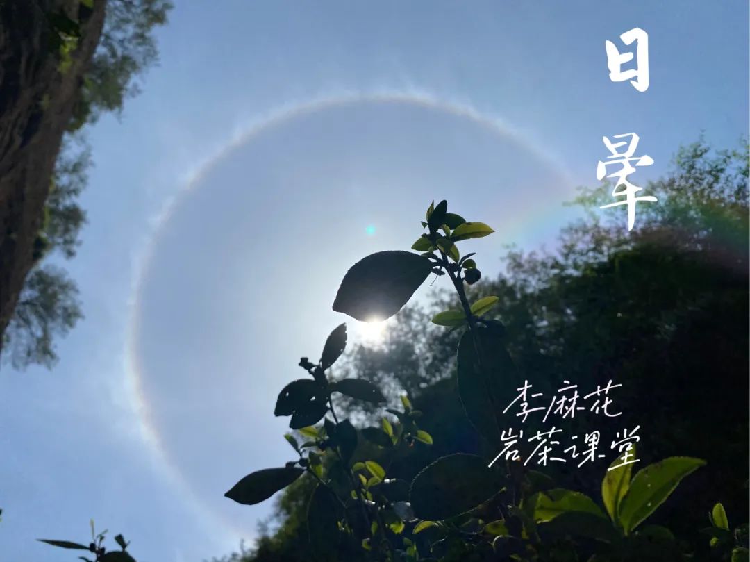 水仙、肉桂、大红袍有什么特点？不懂武夷岩茶，还真说不出来
