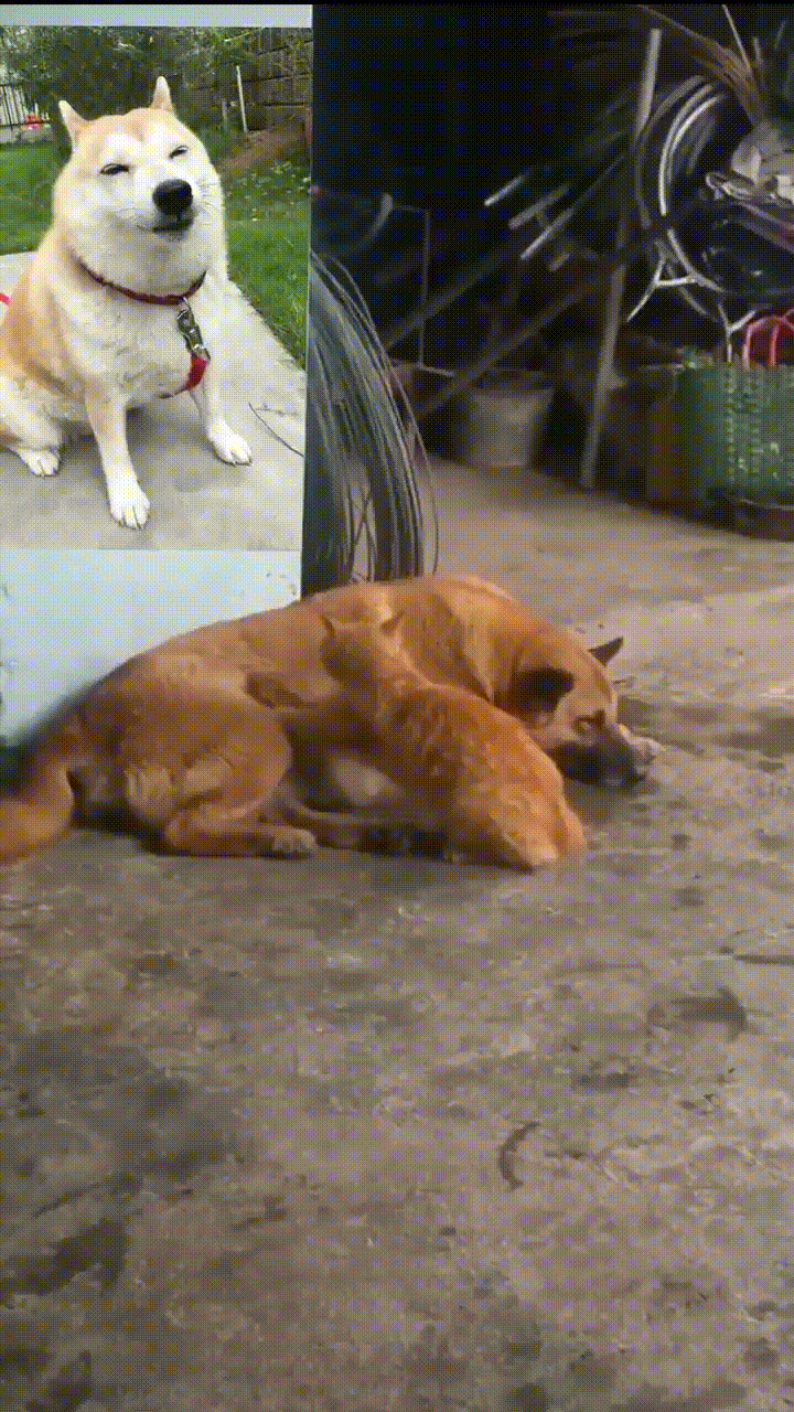 搞笑合集：为什么去学校犯困？因为学校是梦开始的地方，没毛病