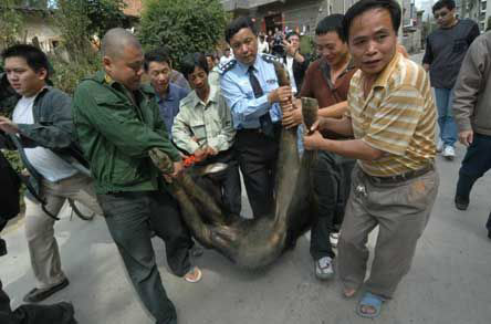 不是动物不是植物不死不灭,"太岁"为什么如此逆天?