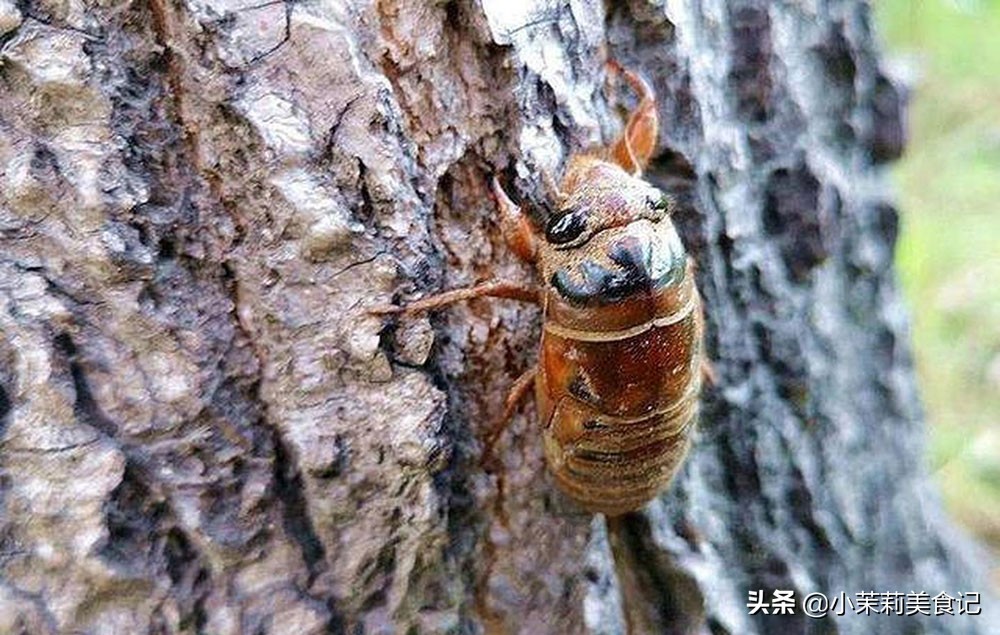 知了猴的营养价值和功效知了猴不能乱吃牢记3吃3不吃