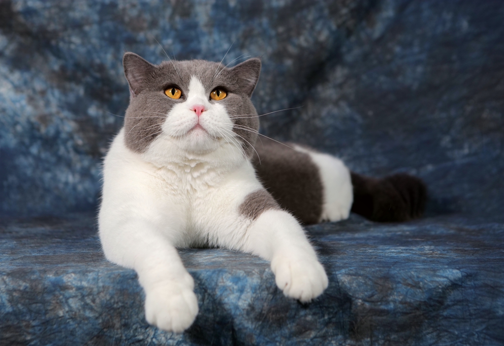 如何挑选一只纯正英国短毛猫？我有小妙招