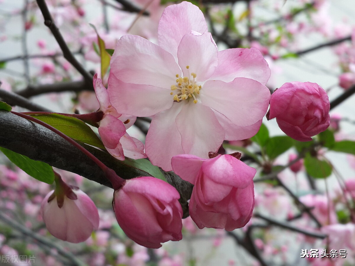 茶花树为什么不能种家门口(一个保姆的日常——别墅庭院(37))