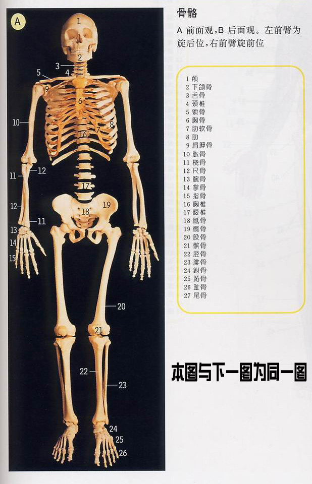 人体器官分布图，史上最全的人体（组织器官）全图