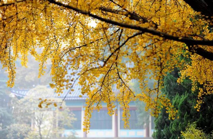 曝光！这些关于南京师范大学的