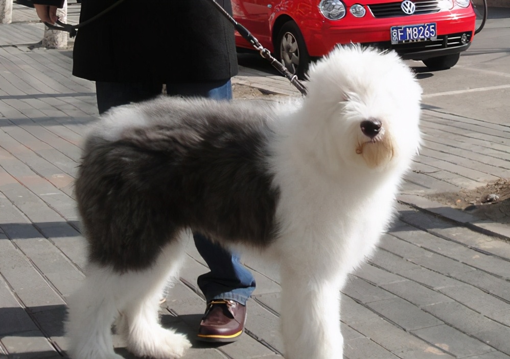 古牧犬的性格 古牧犬多少钱一只