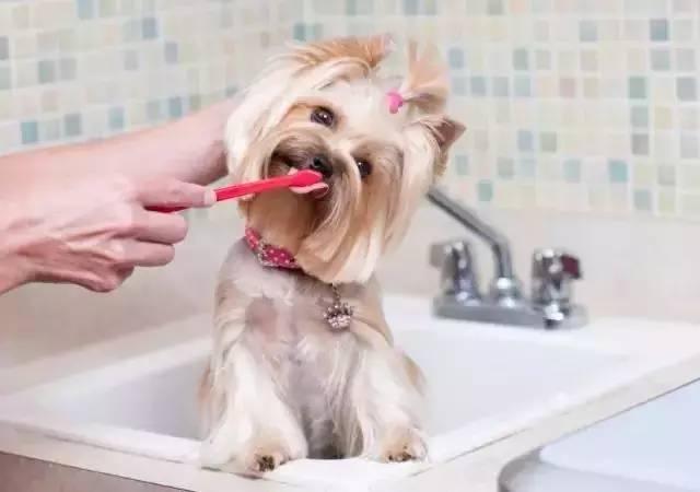 狗狗口臭，刷牙也解决不了？那可能是这些疾病的征兆