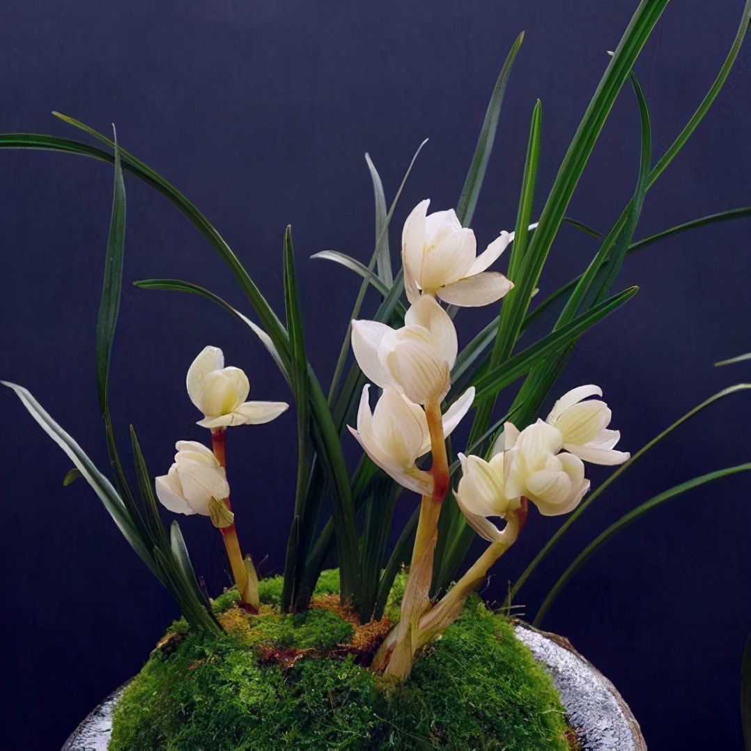 名贵兰花的品种(名贵稀有的兰花价值上千万你见过几种)