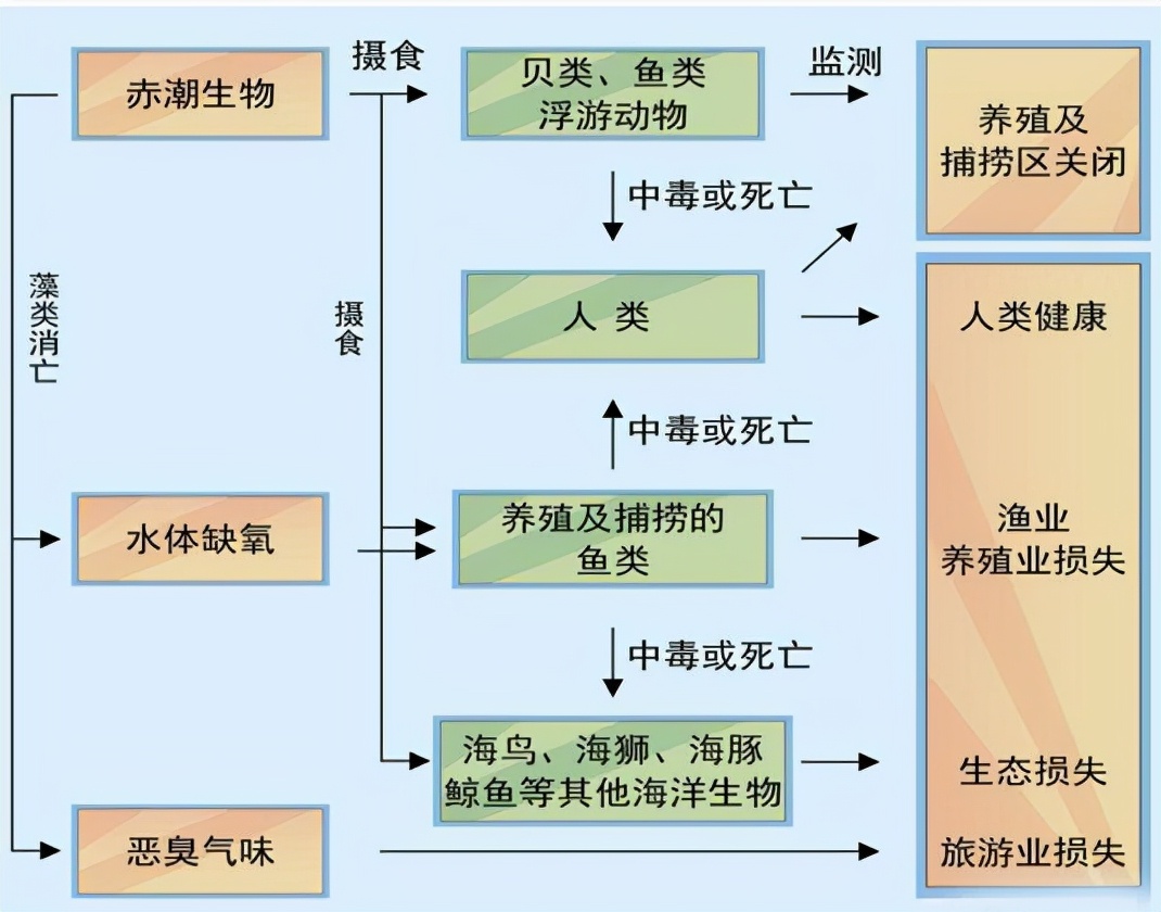 海胆什么人不能吃(日本北海道出现“红色幽灵”，90%海胆死亡，未来5年或无海胆可捞)