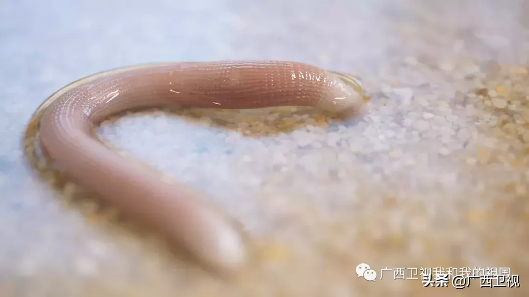 为造地雷浑身是伤，俘虏级别最高国民党将领……他们都是解放广西的英雄