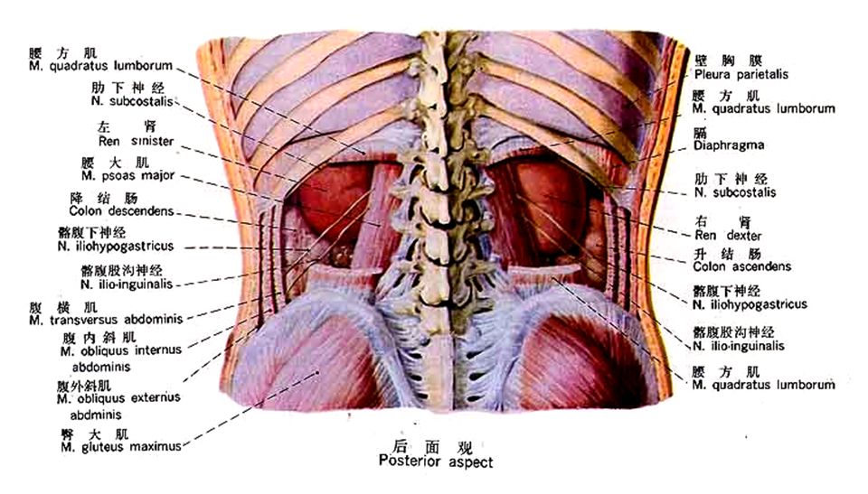 腰两边是什么器官图片