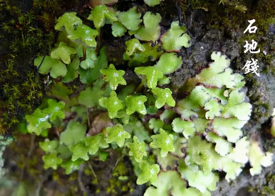 苔藓植物图片（小编带你盘点四十种苔藓植物）