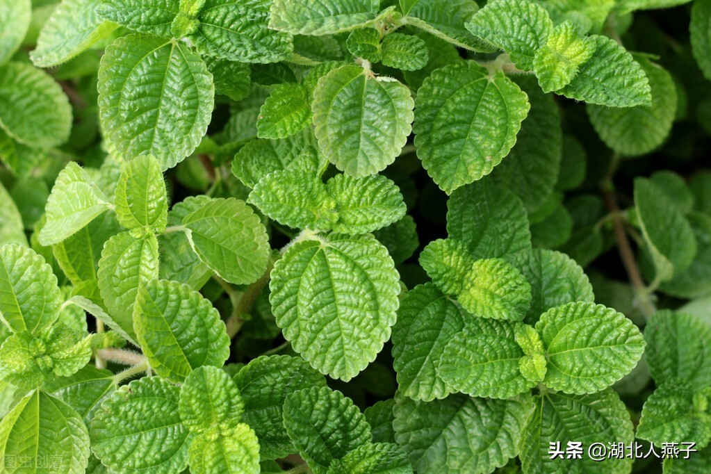 农村能吃的野菜100种大全(教你认识100种野菜和吃法)