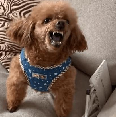 狗狗体温多少是正常