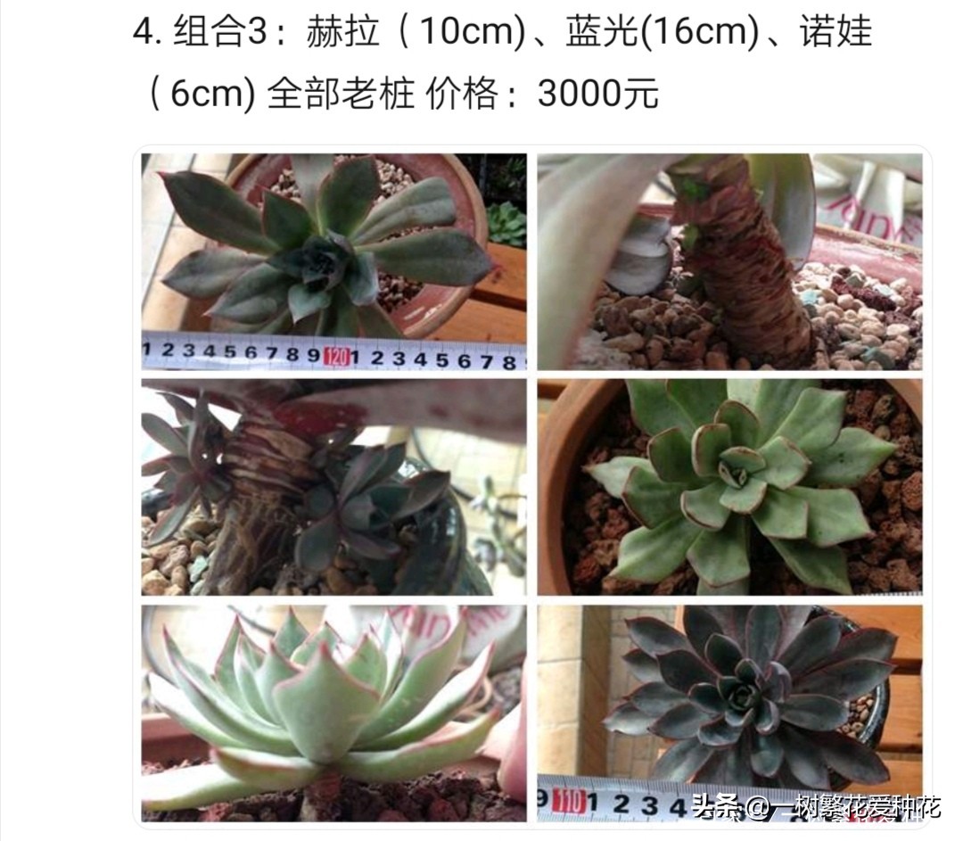 跌落神坛的20种多肉，当年贵到下不了手，现在终于可以随便买了