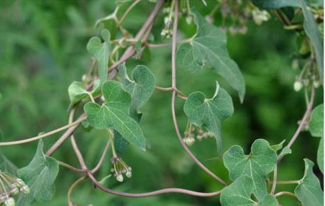 ç½é¦ä¹æ¯ä¸ç§ä»ä¹æ ·çæ¤ç©ï¼