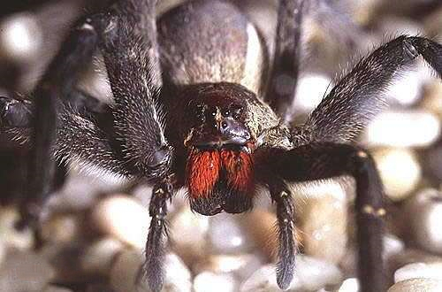 不过总的来说这种蜘蛛咬伤的毒性并没有我们想象的那么严重.