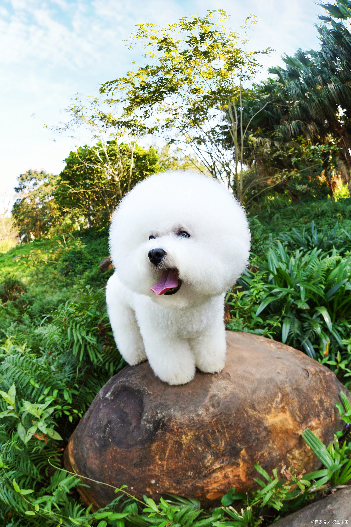 女生为什么不能养比熊(博美)