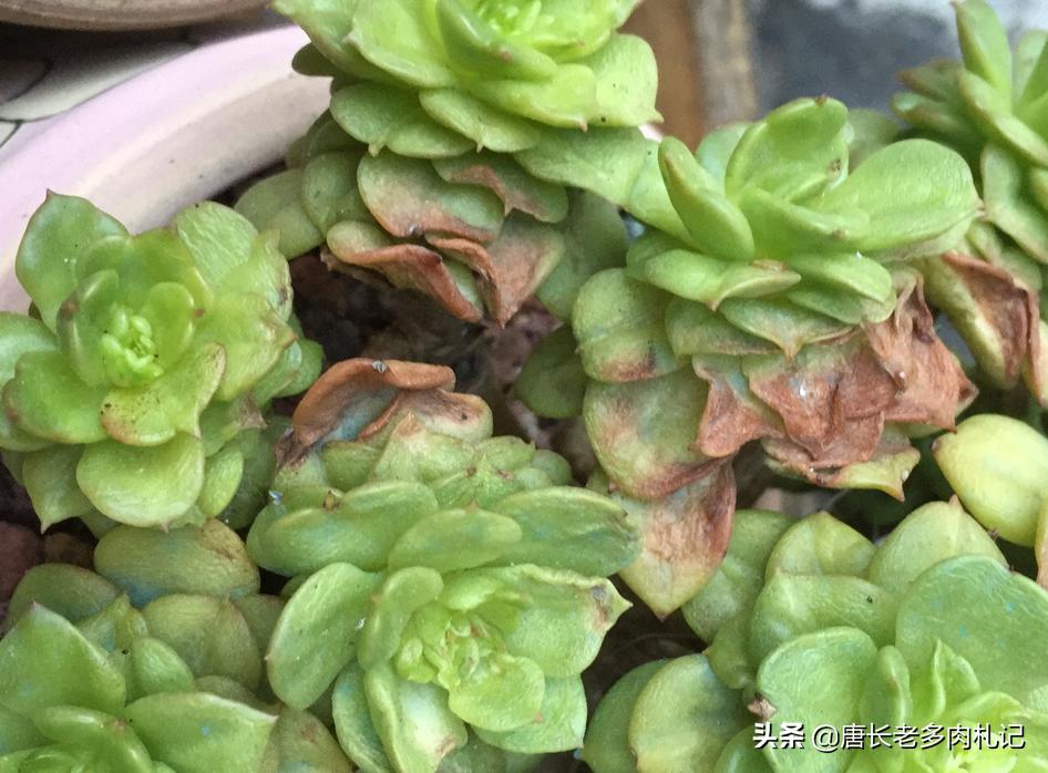 多肉烂叶片的原因及处理方法你知道多少?不了解的话赶紧来看看