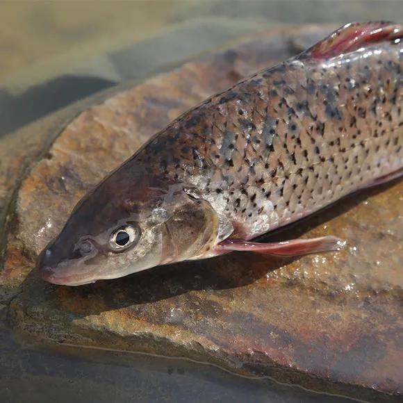21种国产野生名贵淡水鱼,吃过8种,你就是饕餮达人了