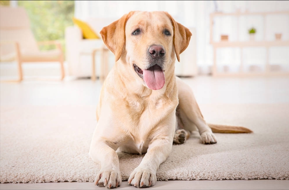 纽芬兰犬好不好养（6种公认最无攻击性的犬类）