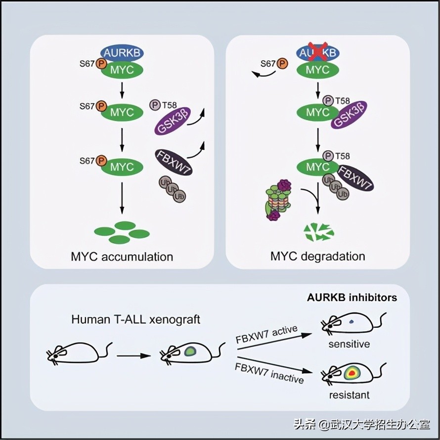 最新消息！中国科学家在白血病治疗中再获重要进展，引起国际关注！