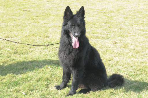 比利时牧羊犬:聪明颜值高易训练,但作为宠物狗不好养