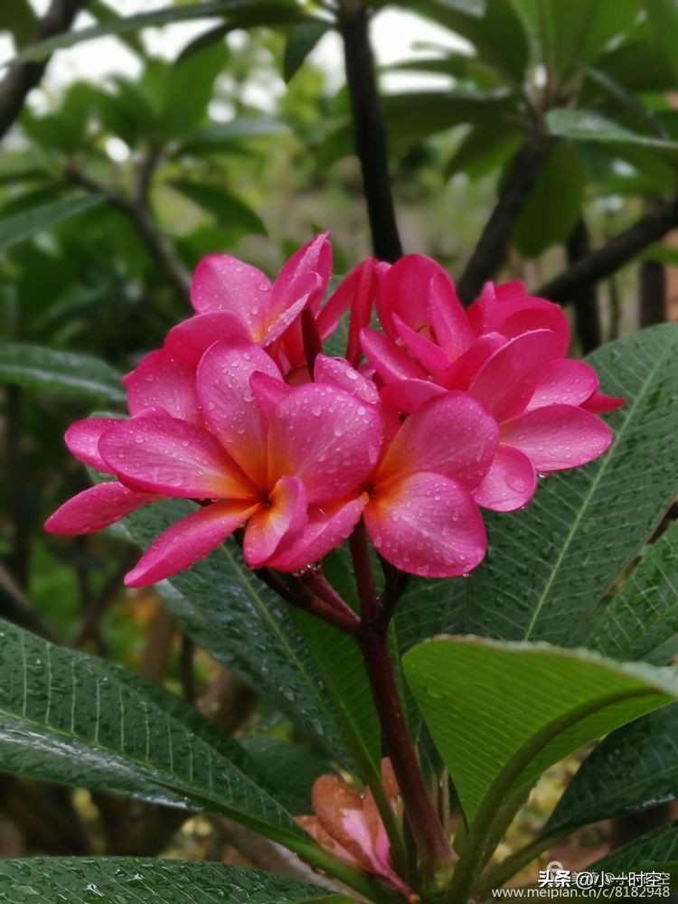 诗情花意：初秋雨晴花意浓