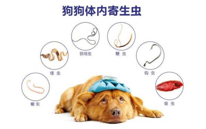 狗狗出现这5种症状可能需要驱虫，主人要留意这些信号