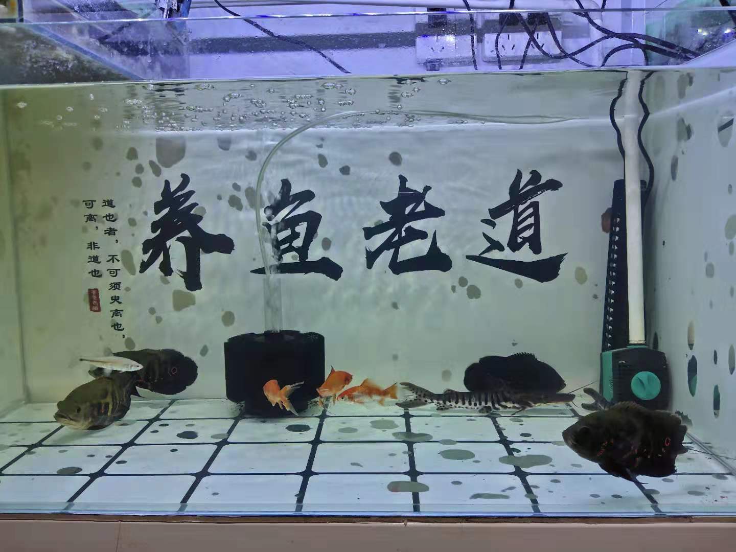 水妖精在鱼缸里能有什么作用，为什么地图鱼和金鱼缸里都有放置？