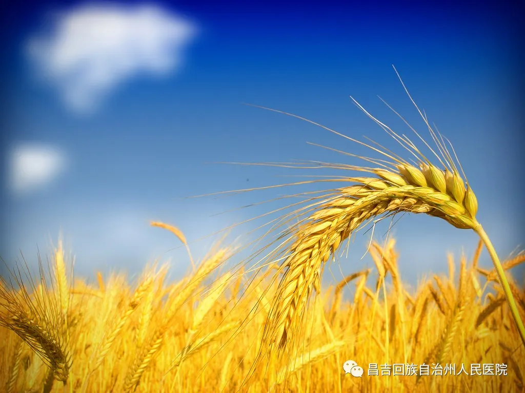 赞美秋天麦穗名人名言 _晶羽文学网