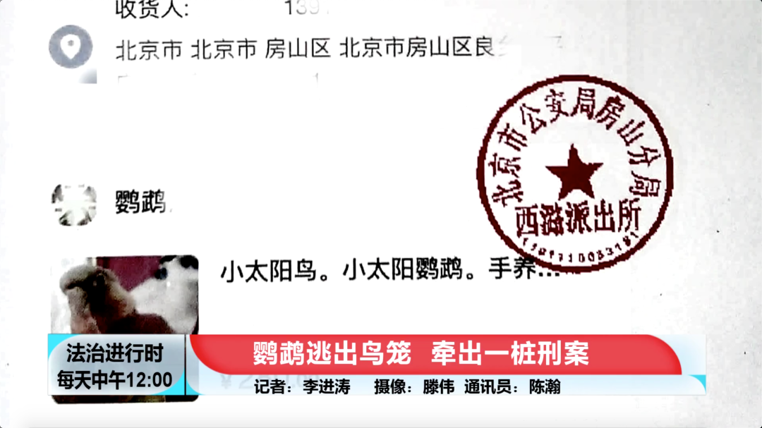 北京奇案：鹦鹉逃出鸟笼，竟然牵出刑事案件