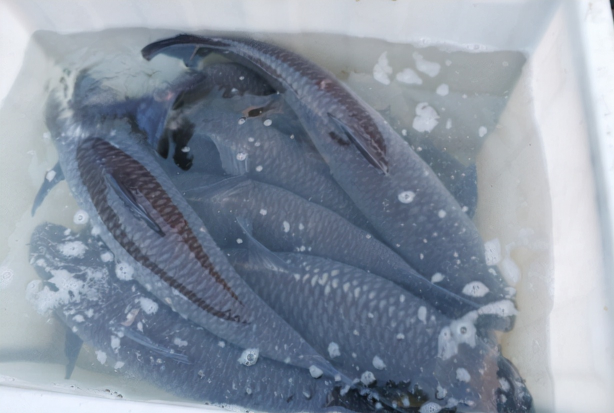 青鱼图片大全(体大味美备受钓友青睐的青鱼介绍)