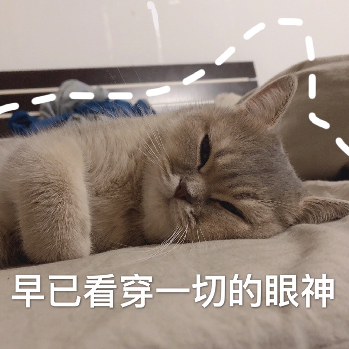 猫咪表情包｜今晚一起睡吗