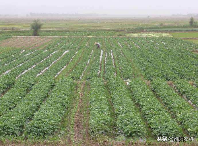 芹菜除草剂,芹菜除草剂用什么药