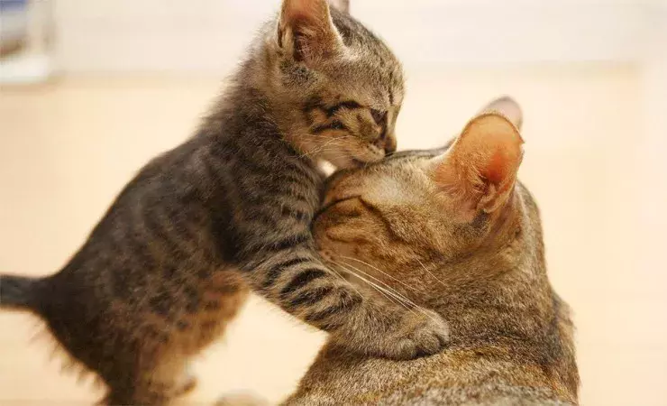 梦到猫,应该如何解梦?