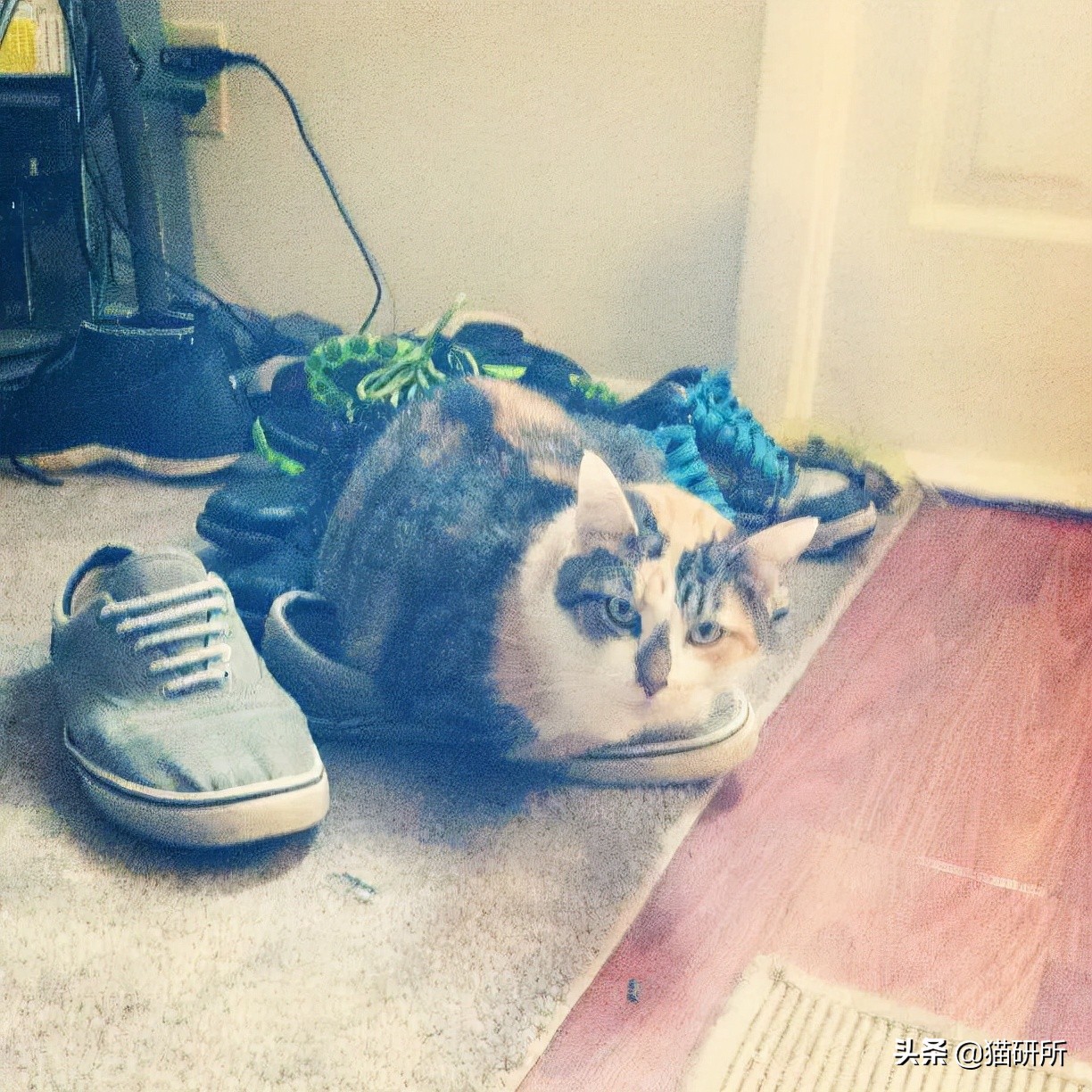 猫咪为啥沉迷吸鞋？这样会传染脚气吗？