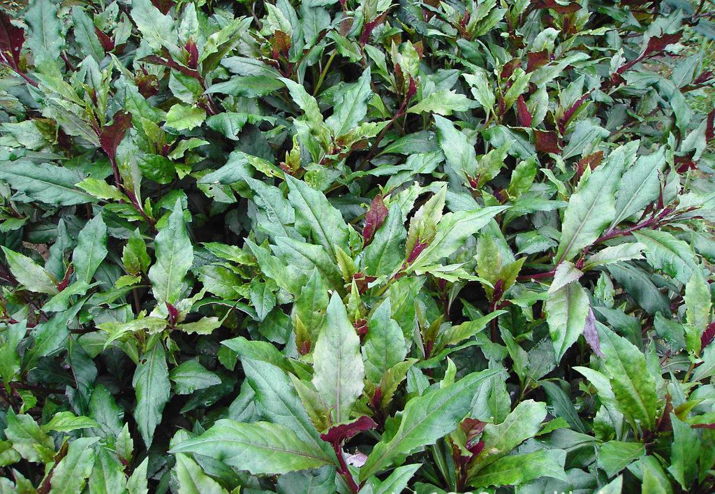 观音菜的图片(观音菜的图片和紫背菜)-我的快乐小窝